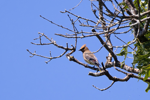 Cedar Waxwing photographed in Wisconsin