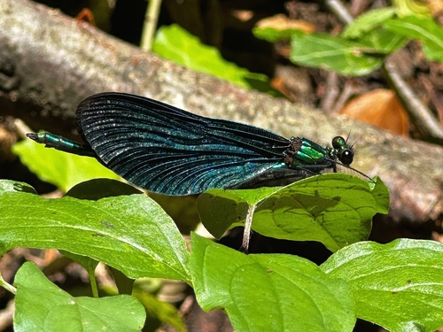 Beautiful Demoiselle