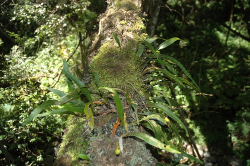 Pleopeltis macrocarpa, photograph 4