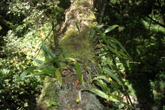 Pleopeltis macrocarpa, photograph author not stated, no rights reserved