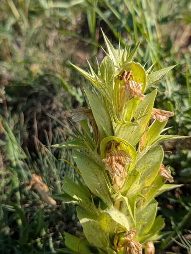 Acanthus hirsutus, photograph 4