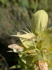 Acanthus hirsutus, photograph (c) Michael, Antoni and Nihat Hinczewski, some rights reserved (CC BY)