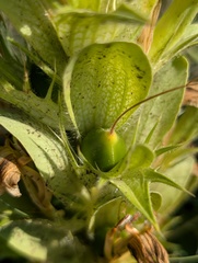 Acanthus hirsutus, photograph (c) Michael, Antoni and Nihat Hinczewski, some rights reserved (CC BY)