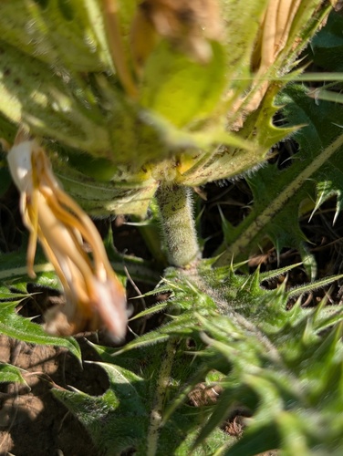 Acanthus hirsutus, photograph 6
