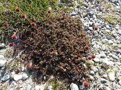 Acaena saccaticupula