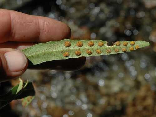 Pleopeltis macrocarpa, photograph 3