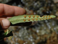 Pleopeltis macrocarpa, photograph author not stated, no rights reserved