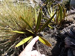 Aciphylla kirkii