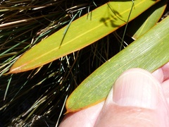 Aciphylla kirkii
