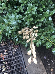 Pestalotiopsis funerea