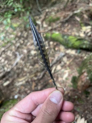Plume de Pic cendré
