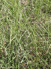 Dichanthium annulatum