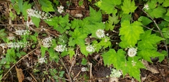 Tiarella nautila