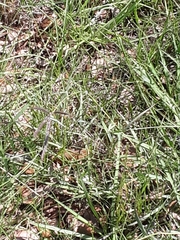 Dichanthium annulatum