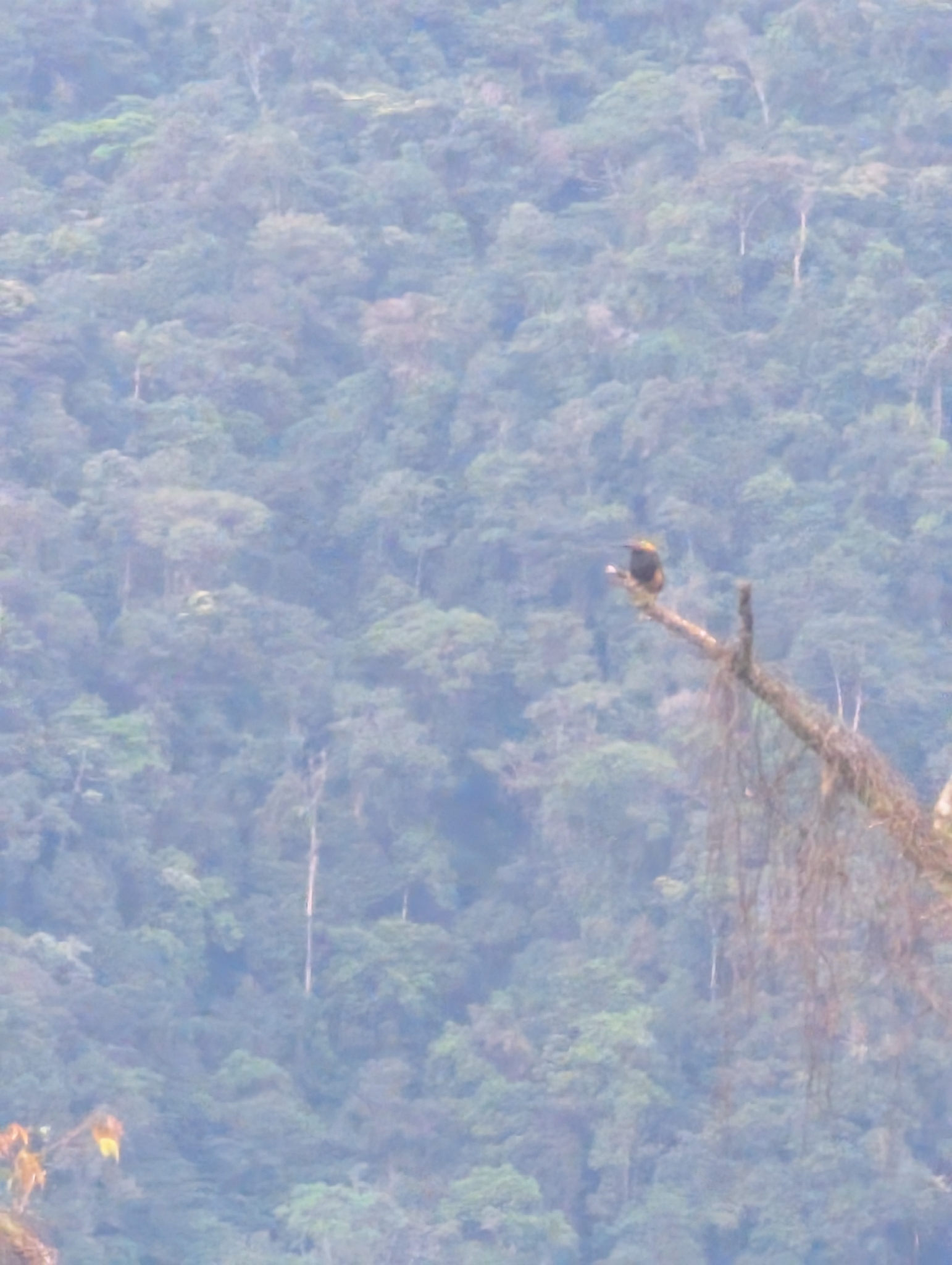 Golden-collared Toucanet (Selenidera reinwardtii), photo 1