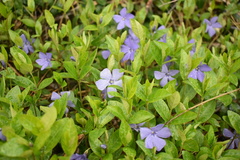Vinca minor