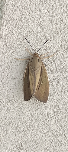 Palm Moth