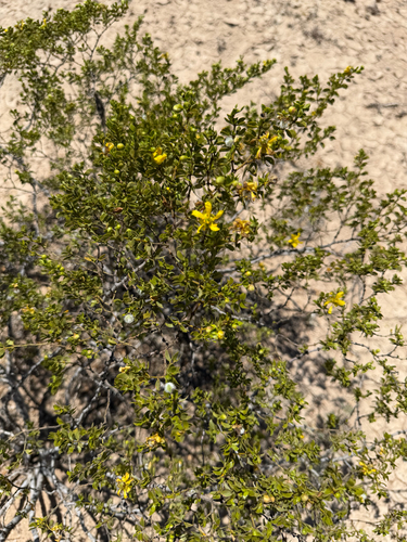 Creosote Bush