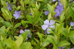 Vinca minor
