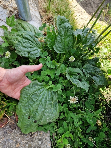greater plantain