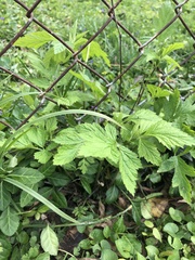 Geum vernum