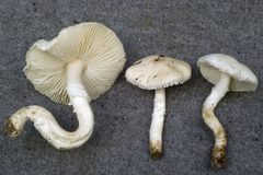 Lepiota erminea
