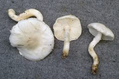 Lepiota erminea