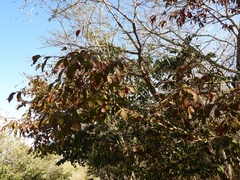 Casearia dolichophylla