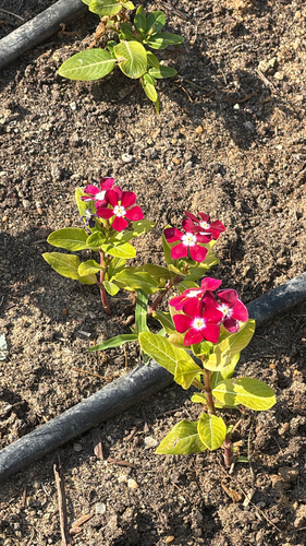 Madagascar Periwinkle