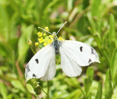 Anthocharis scolymus