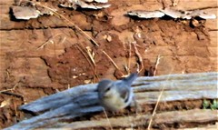 Gymnoris xanthocollis