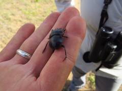 Eucranium planicolle