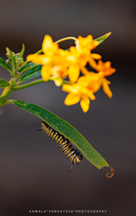 Danaus plexippus