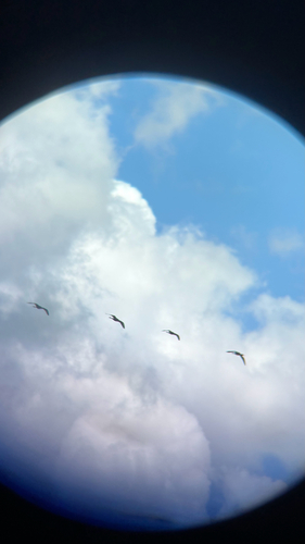 White-faced Ibis