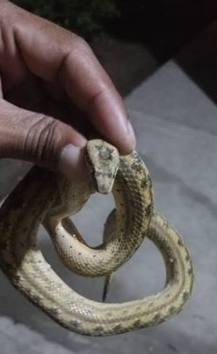 Cuban Dwarf Boa