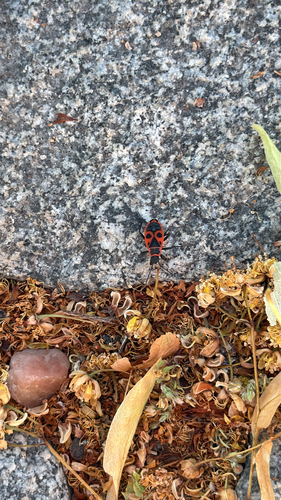 European Firebug