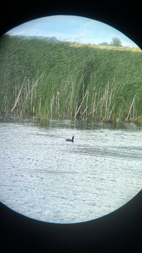 American Coot