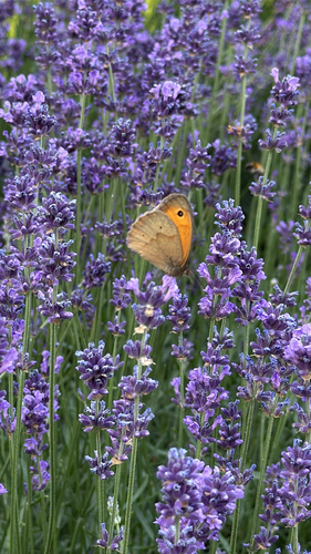 Meadow Brown