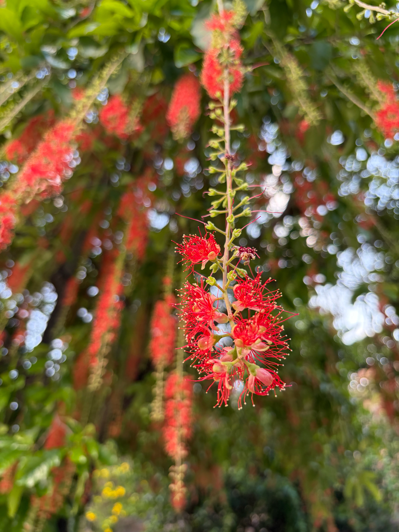 Barringtonia acutangula — ảnh 2