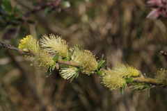 Salix repens