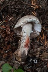Agaricus benesii