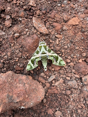 Oleander Hawkmoth