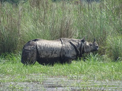 Rhinoceros unicornis
