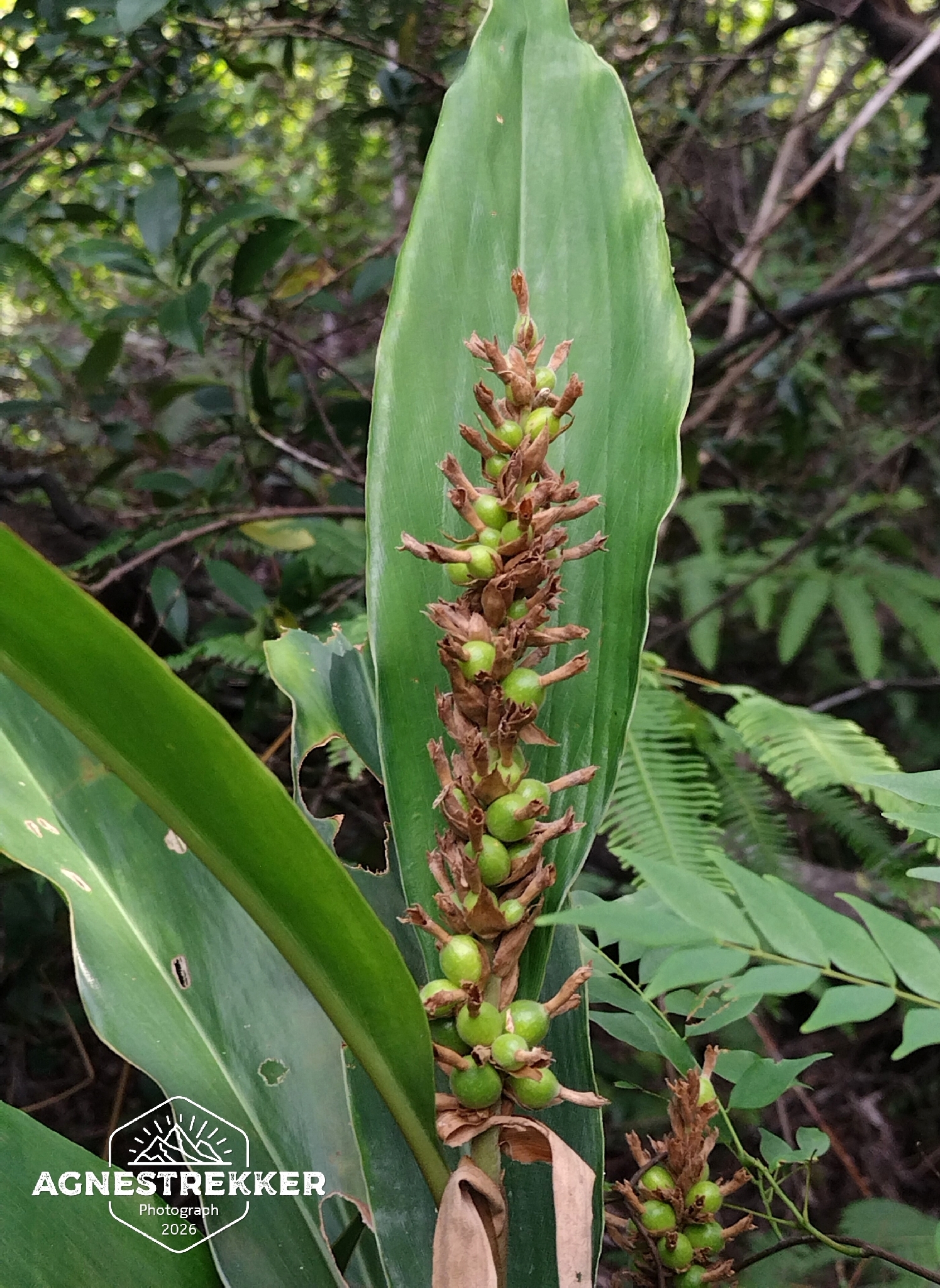 Alpinia stachyodes Hance