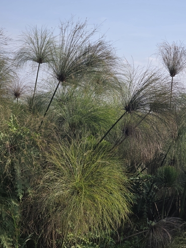 Papyrus sedge