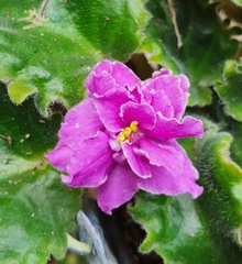 Streptocarpus ionanthus
