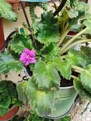 Streptocarpus ionanthus