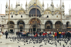 Columba livia domestica