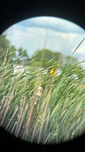 Yellow-headed Blackbird