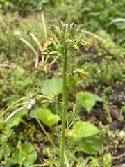 Youngia thunbergiana
